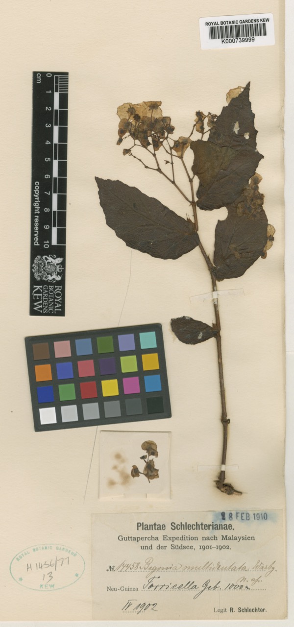 B. multidentata